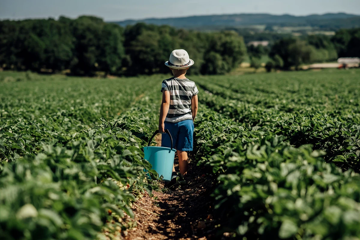 Child Picking Berries by Jenny Rosenbring